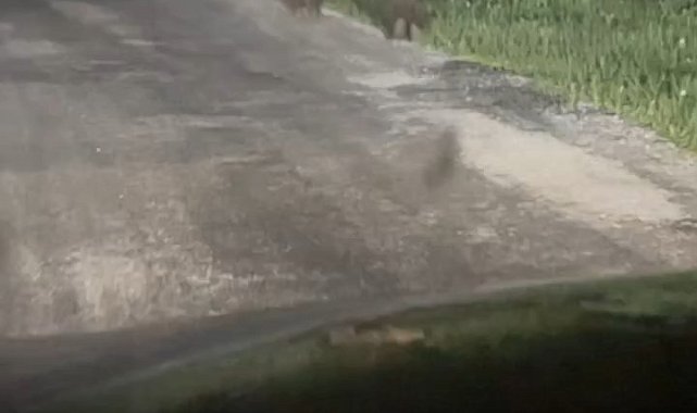 Yola çıkan ayıları vatandaşlar görüntüledi