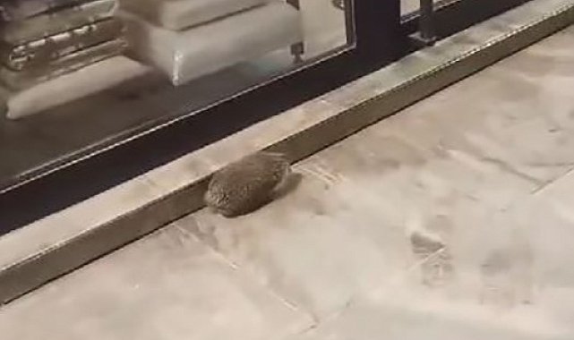 Yolunu şaşıran kirpi kaldırımda dolaştı