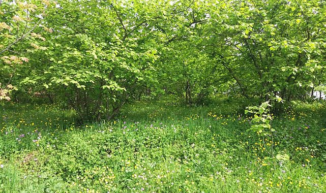 Ziraat odasından &#039;fındık kurdu&#039; uyarısı