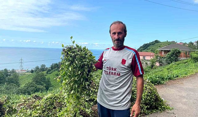 1. sürgünde telgraf otu çay müstahsilinin başına dert oldu