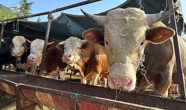 1 ton 50 kiloluk 'Baron' isimli dana 215 bine satıldı