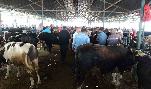 1 ton ağırlığındaki dana 200 bin TL&#039;ye satıldı