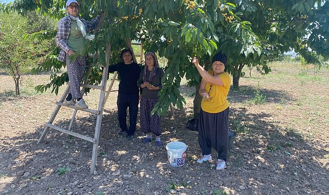 43 yıllık geçim kaynağı olan 'Napolyon' cinsi kirazın hasadına başladı