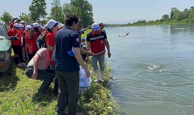 5 bin Mersin balığı Yeşilırmak'a salındı