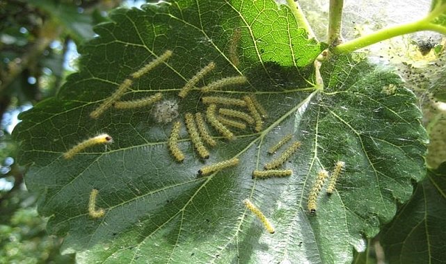 628 farklı bitkiye zarar veriyor