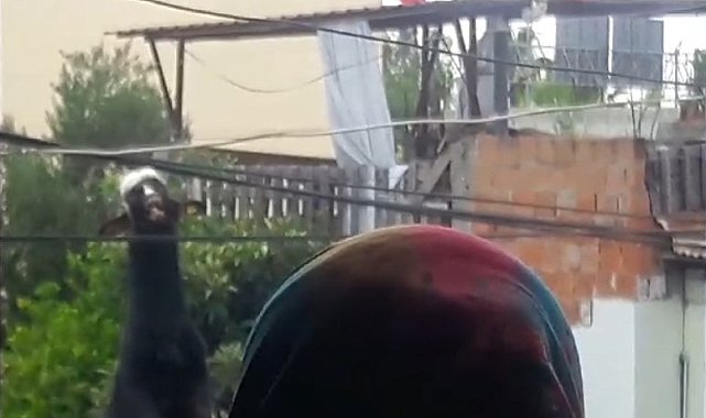 Adana'da damdan atlayan kurbanlık keçi elektrik tellerine takılı kaldı