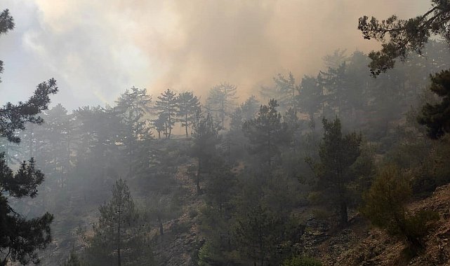 Adana'da orman yangını