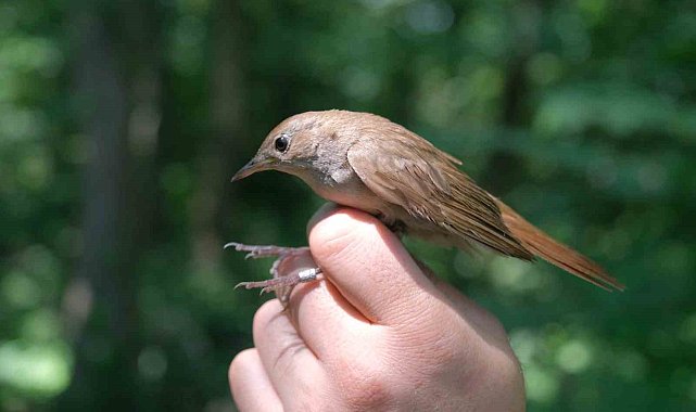 Afrika'dan Ormanya'ya uçtu