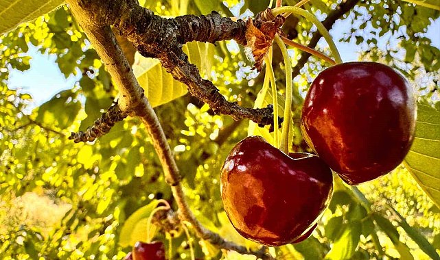 Afyonkarahisar'da bu yıl kirazda istenilen rekolte yakalanamadı