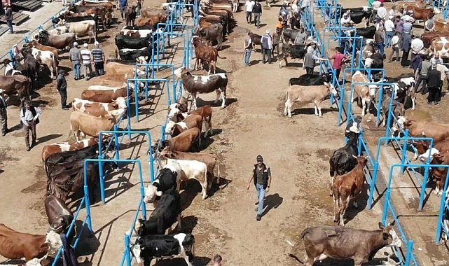 Afyonkarahisar'da ki hayvan pazarlarında kurbanlık denetimleri sürüyor