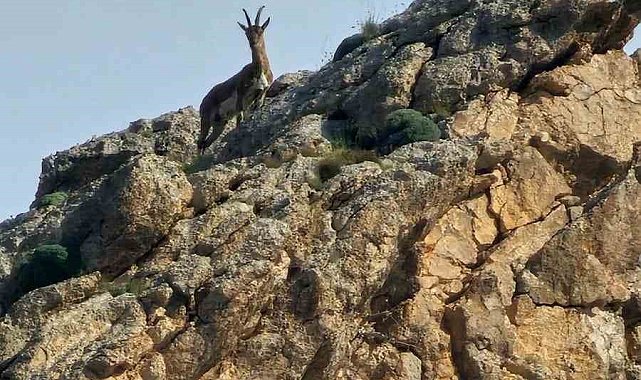 Ağrı'da kayaların usta tırmanıcısı dağ keçisi görüldü