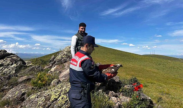 Ağrı'da tedavisi yapılan şahin doğaya salındı