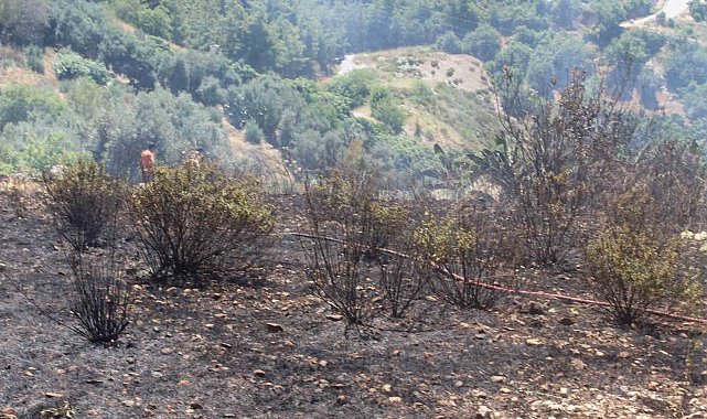 Alanya&#039;da otluk olan yangını itfaiye ekiplerince söndürüldü