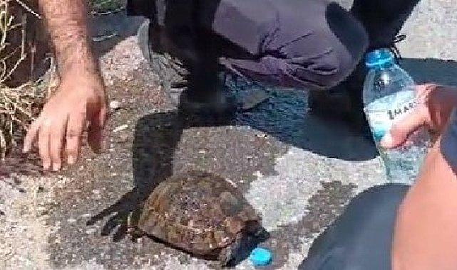 Alevlerin ortasında kalan kaplumbağaya ekiplerden yardım eli
