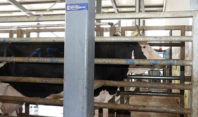 Aman dikkat: Çevreye atılan hayvan organları bulaşıcı hastalığa neden oluyor
