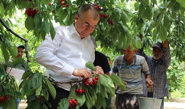 Amasya&#039;da dalları kiraz bastı, rekolte 50 bin ton