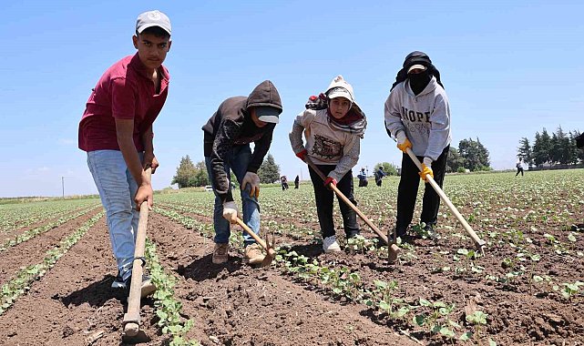 Amik Ovası'nda pamuğun ipliğe yolculuğunda zorlu çapa mesaisi