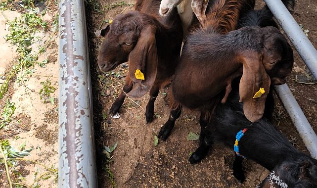 Anadolu'dan Trakya'ya kaçak getirilen küçükbaş hayvanlar ele geçirildi