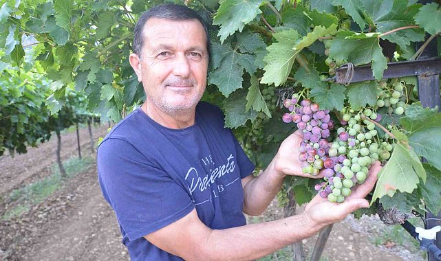 Antalya'da üzümde bu yıl yüzde yüz rekolte bekleniyor