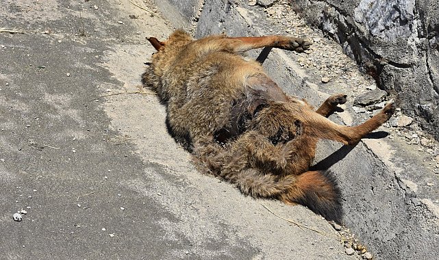 Aracın çarptığı çakal telef oldu