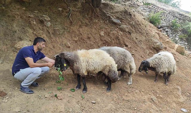 Arefe gecesi firar eden 3 koç, 20 kilometre uzaklıkta bulundu