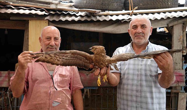 Arnavutköy'de hayvanlarını otlatırken yaralı şahin buldu