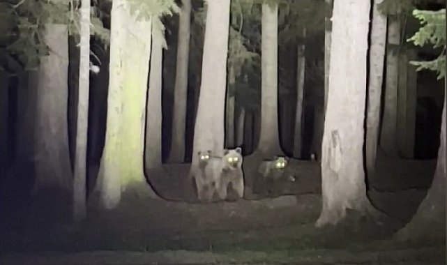 Artvin'de kamp yapan gençlerin boz ayılarla mücadelesi