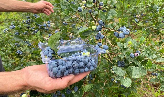 Artvin'de yaban mersini hasadı başladı