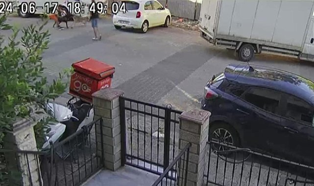 Ataşehir'de birbirine giren köpekleri motosiklet kaskı ile vurarak ayırdı