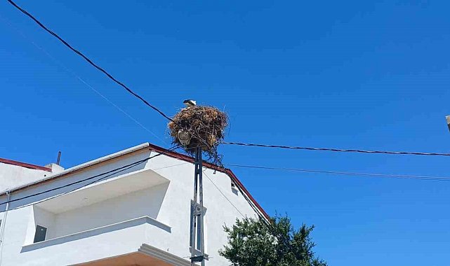 Avcılar'da yıllardır aynı direğe yuva yapan 'Hacı Leylek' mahallenin maskotu oldu