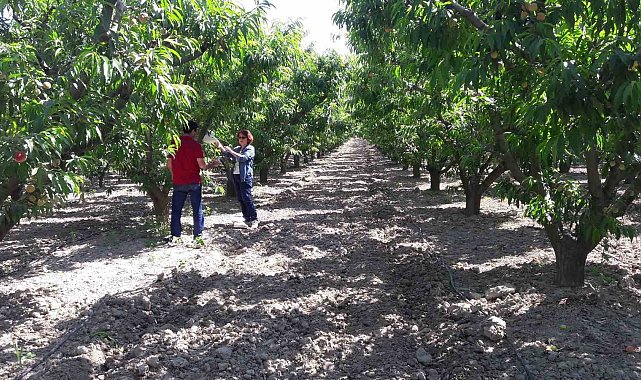 Aydın'da 17 ekiple 40 bahçede mücadele devam ediyor