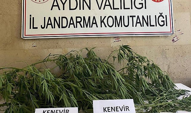 Aydın'da jandarma ekipleri uyuşturucuya geçit vermiyor