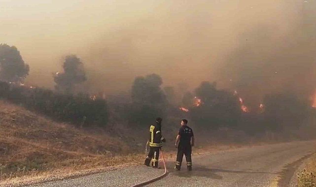 Aydın'da orman yangını