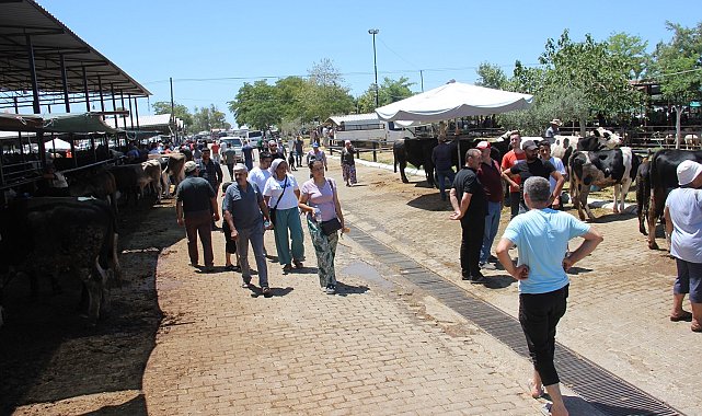 Aydın'daki hayvan pazarında bu yıl durgunluk yaşanıyor