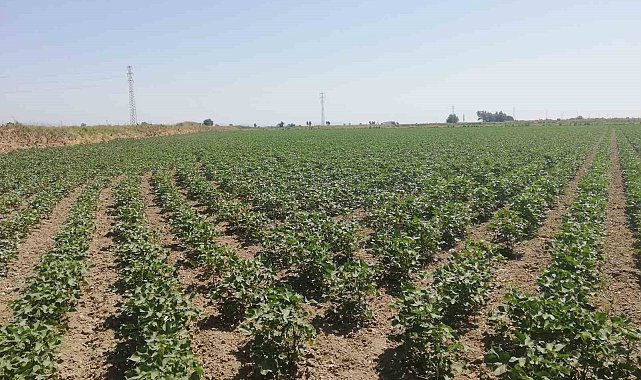 Aydın'ın 'beyaz altın'ı gözetim altında