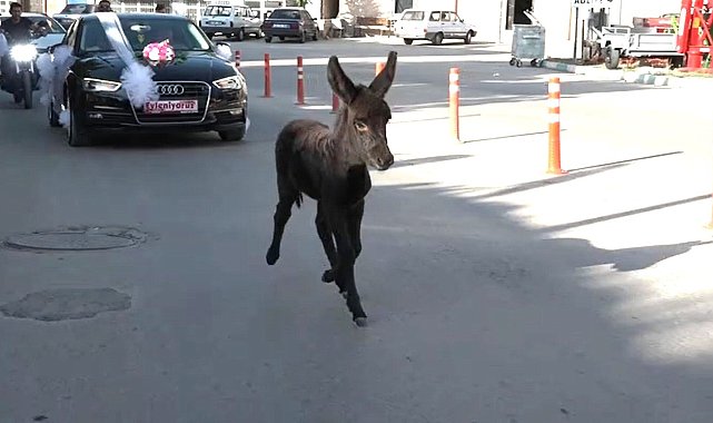 Bak şu sıpanın yaptığına: İki kilometrelik düğün konvoyuna en önde böyle eşlik etti
