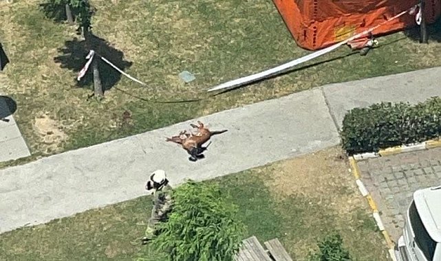 Başakşehir'de emekli polis memuru dehşet saçtı, polis köpeğini vurup camdan aşağıya attı