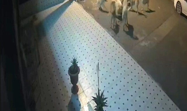Başıboş 10 sokak köpeği anne kedi ve 2 yavrusunu parçaladı