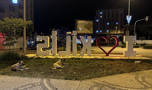 Başıboş köpekler Kilislileri bıktırdı