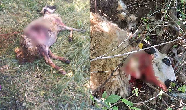 Başıboş köpekler kurbanlık koyunları telef etti