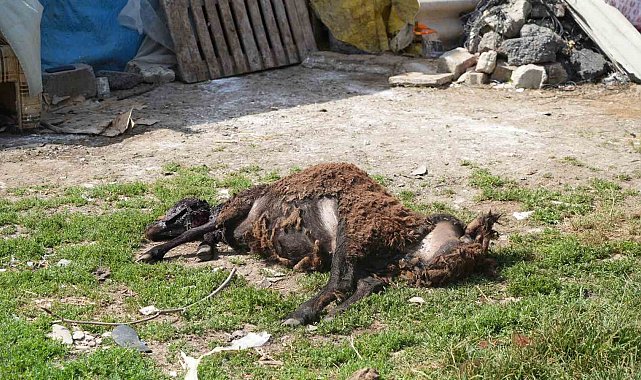 Başıboş sokak hayvanları Arnavutköy&#039;de 2 küçükbaş hayvanı telef etti