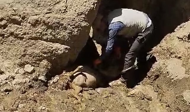 Başkale'de uçuruma atlayan 28 koyun telef oldu