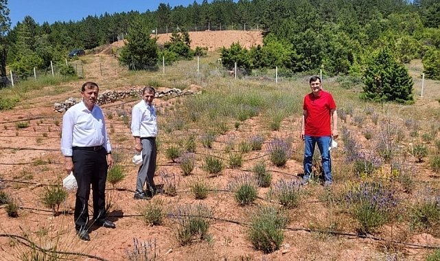 Başkan Kahveci, Hisarcık'ta tıbbi ve aromatik bitkileri inceledi