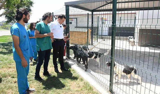 Başkan Özyiğit: "Sokak hayvanlarını sahiplendirmeye başladık"