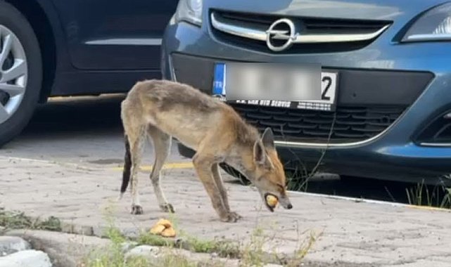 Başkent'te aç kalan tilki şehre indi