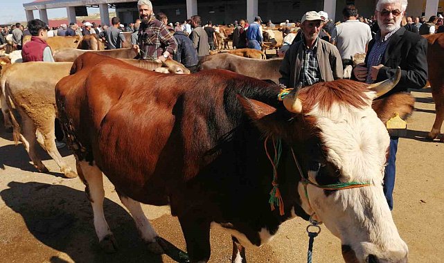 Bayburt'ta kurban pazarında hareketlilik başladı