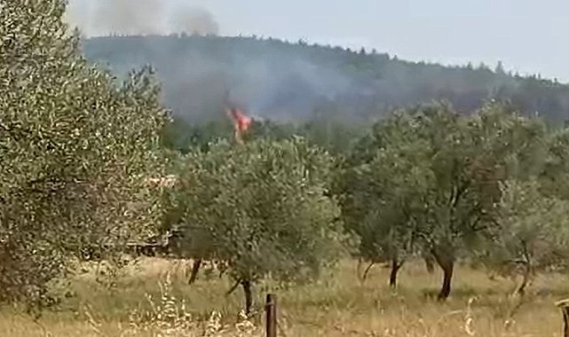 Bergama'da orman yangını