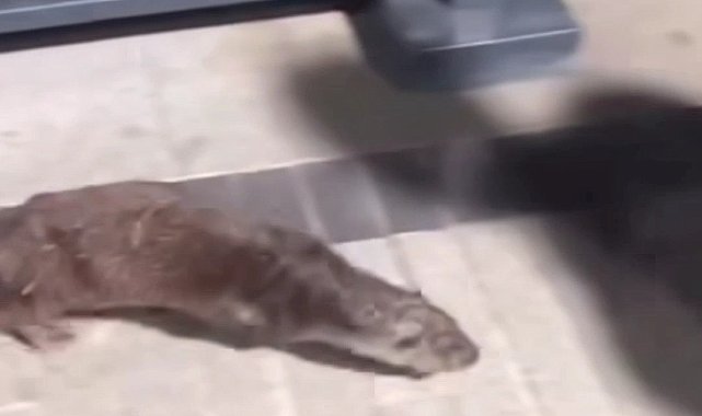 Beykoz'da su samuru görüntülendi