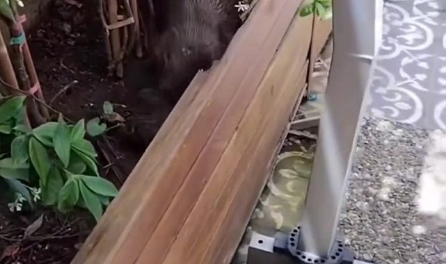 Beykoz'da su samuru karaya çıktı