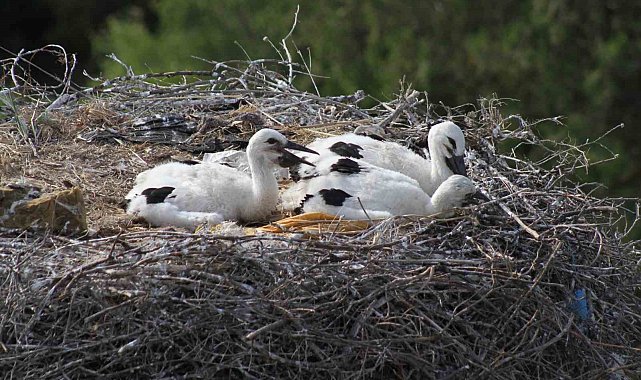 Beyşehir'de leyleklerin mekanları fotoğraf tutkunlarına doğal stüdyo oldu